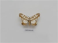 藏品(尺蛾229)的圖片